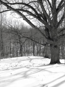 Three Sisters